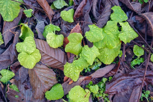 Close up sfondo della natura di foglie bagnate verdi e viola — Foto Stock