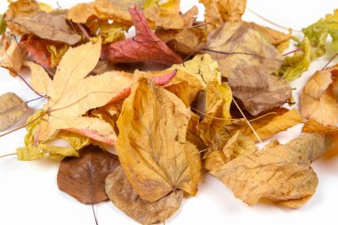 Beyaz bir yüzeyde sonbahar yaprakları