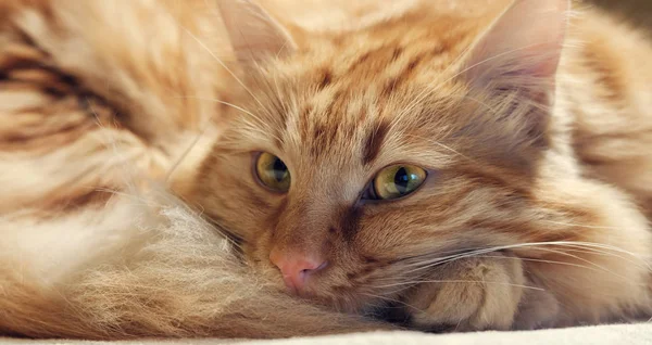 Rudy puszysty kot drzemie z — Zdjęcie stockowe