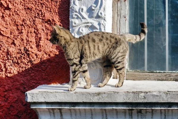 Chat errant erre sur le rebord de la fenêtre — Photo