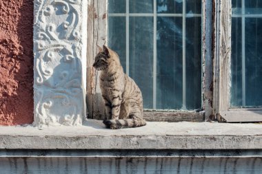Pencere pervazında oturan sokak kedisi