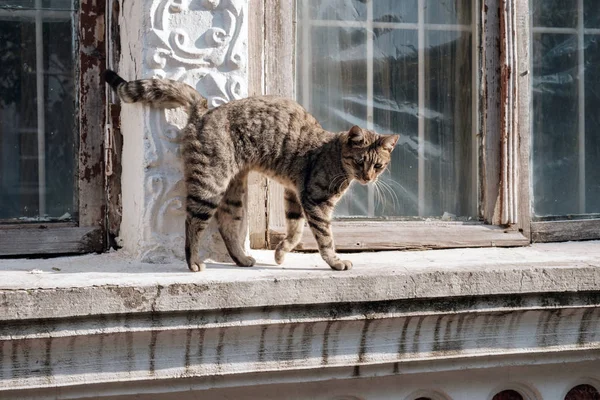 Chat errant erre sur le rebord de la fenêtre — Photo