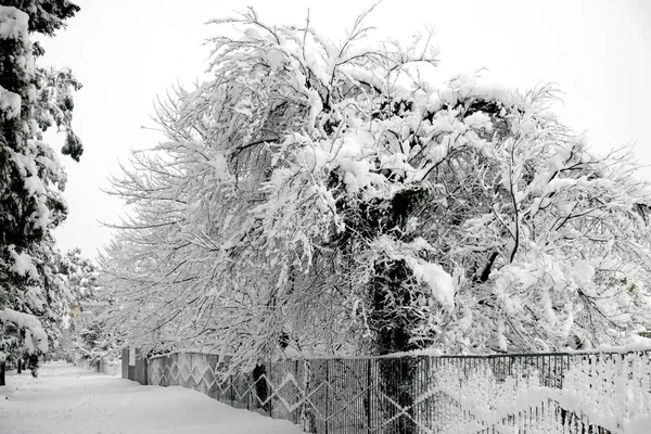 Branches of a large tree covered with snow located behind the fe — Stock Photo, Image