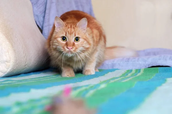 Ginger cat se esconde y se prepara para atacar —  Fotos de Stock
