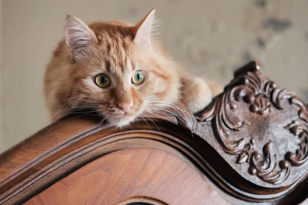 Un gato rojo grande joven yace en la parte superior del armario vintage —  Fotos de Stock
