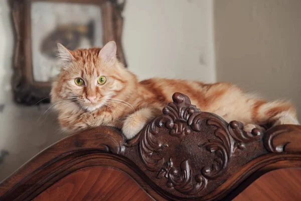 一只年轻的红猫躺在古董柜的顶部 — 图库照片