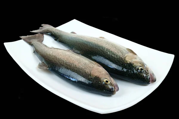 Dois peixes de truta arco-íris crus — Fotografia de Stock