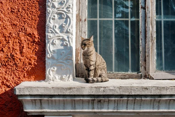Chat errant assis sur le rebord de la fenêtre — Photo