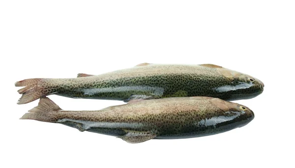 Twee rauwe regenboogforel vissen — Stockfoto