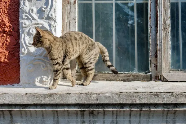Chat errant erre sur le rebord de la fenêtre — Photo