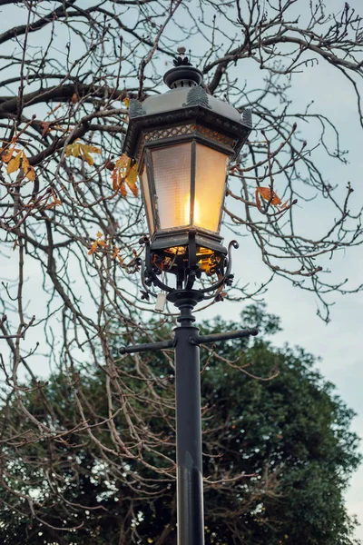 Laternenpfahl im alten Stil vor einem blattlosen Ast — Stockfoto