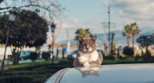 Ein niedlicher weißer und grauer Kater auf dem Autodach — Stockfoto