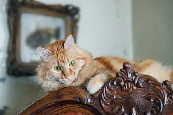 一只年轻的大红猫躺在古董柜的顶部 低下头望着它 — 图库照片