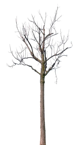 Single Leafless Tree White Background Isolated — Φωτογραφία Αρχείου