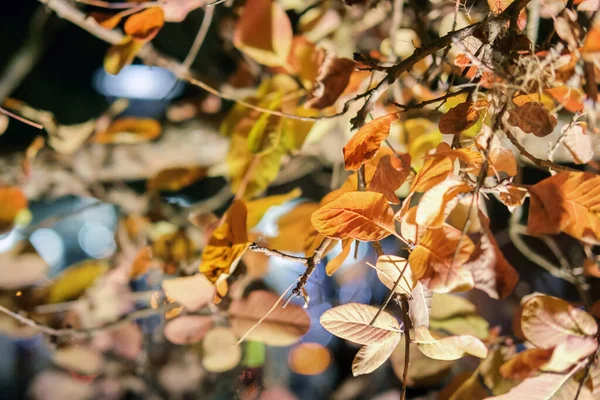 Fondo Abstracto Colorido Las Hojas Del Otoño Con Fondo Borroso — Foto de Stock