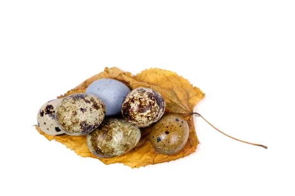 Spottade Vaktelägg Gul Blad Vit Bakgrund — Stockfoto