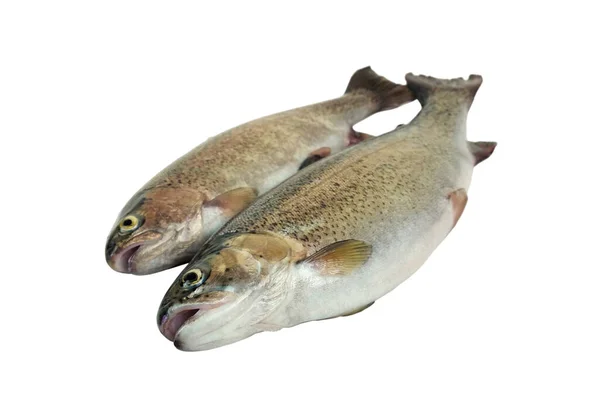 Two Raw Rainbow Trout Fish White Background Isolated — Stock Photo, Image