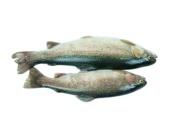 Two Raw Rainbow Trout Fish White Background Isolated — Stock Photo, Image