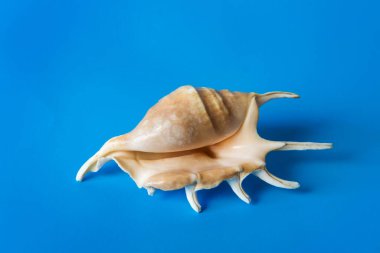 Koyu mavi arka planda deniz kabuğu