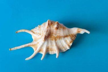 Açık mavi arkaplanda deniz kabuğu