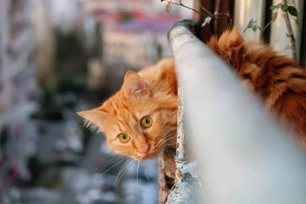 Gatto Rosso Seduto Sul Balcone Guardarsi Intorno Edifici Sfocati Sfondo — Foto Stock