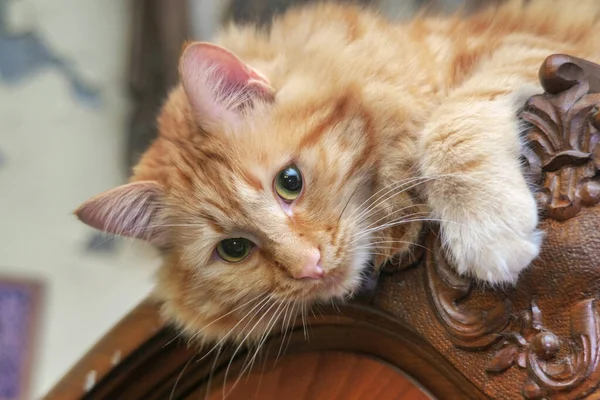 一只年轻的大红猫躺在古董柜的顶部凝视着 — 图库照片