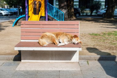 Kırmızı köpek, parkta güneşlenip ısınıyor.