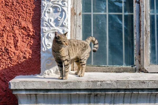 Šedá Toulavá Kočka Bloudí Okenní Římse — Stock fotografie