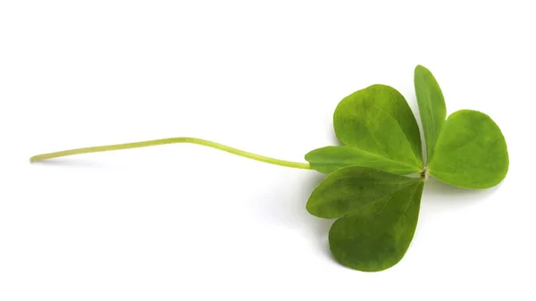 Feuille Trèfle Verte Sur Une Surface Blanche — Photo