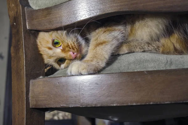 红猫玩 躲在椅子后面 — 图库照片