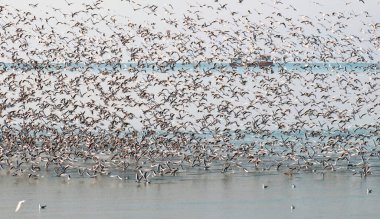 Arka planda gemi olan uçan martı sürüsü.