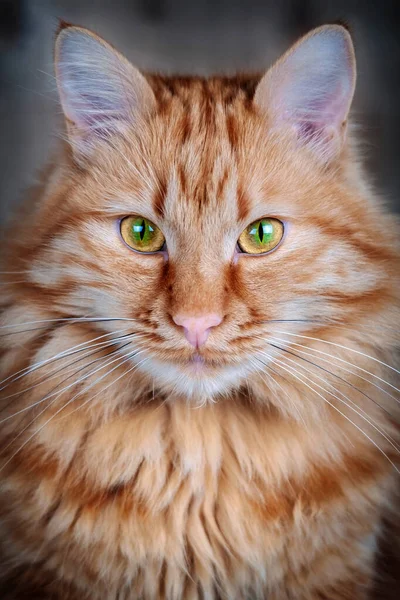 Ginger Long Hair Male Cat Portrait — Stock Photo, Image