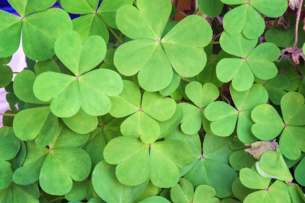 Sfondo Naturale Verde Con Trifogli — Foto Stock