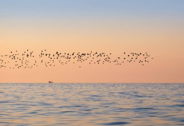 Denizin üzerinde uçan martı sürüsü, günbatımı gökyüzü ve balıkçı teknesi.