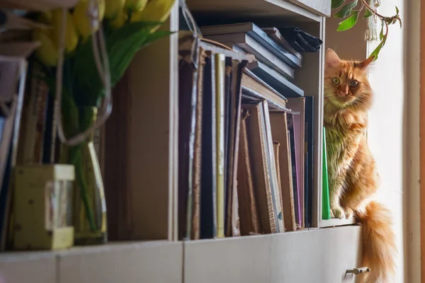 Κόκκινη Γάτα Κάθεται Στο Ράφι Βιβλία Επιλεκτική Εστίαση — Φωτογραφία Αρχείου