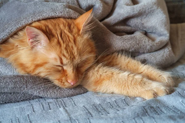 Ginger Kat Slapen Verpakt Een Grijze Wollen Deken — Stockfoto