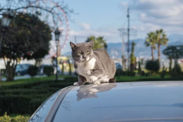 Ein Niedlicher Weißer Und Grauer Kater Auf Dem Autodach Verschwommener — Stockfoto