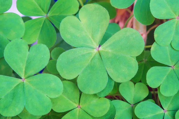 Natural Background Leaves Green Shamrock Plant Love Plant — Stock Photo, Image