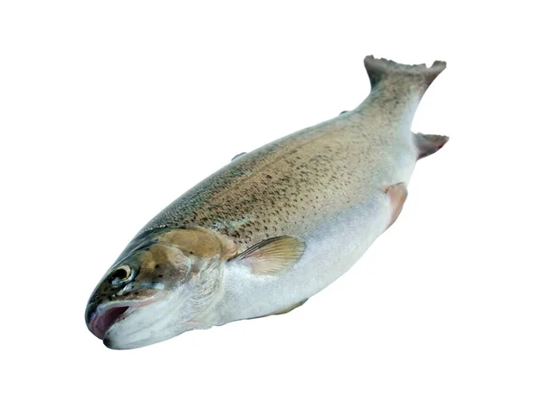 Raw Rainbow Trout Fish Isolated White Background — Stock Photo, Image