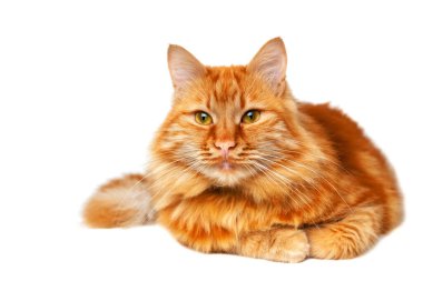 Kızıl kedi yerde yatıyor ve bakıyor, beyaz arka planda izole edilmiş.