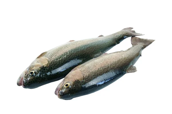 Two Raw Rainbow Trout Fish White Background Isolated — Stock Photo, Image