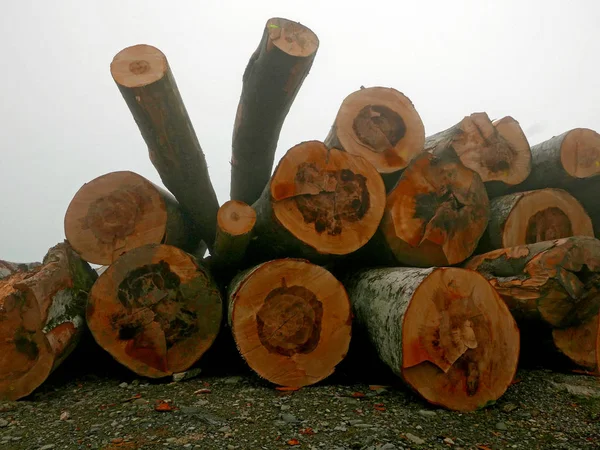 Brennholzhaufen in einem nebligen Wald — Stockfoto