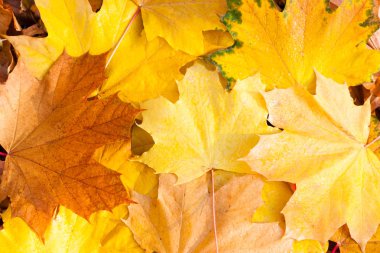 Sonbahar. Sarı akçaağaç yaprakları çimlerin üzerinde yatar. Kapat..