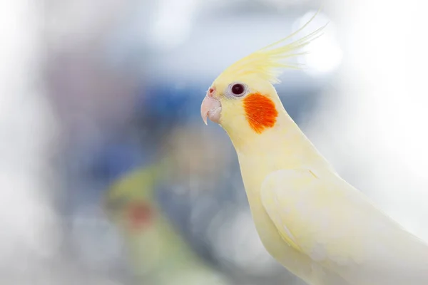 Gele Papegaai Corella Lichte Achtergrond Blij — Stockfoto