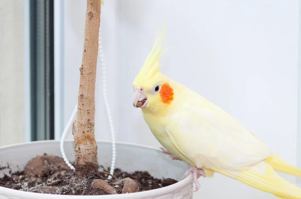 Brutaal Huisdier Cockatiel Papegaai Corella Plagen Thuis — Stockfoto