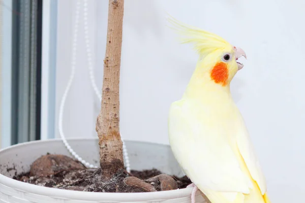 Brutaal Huisdier Cockatiel Papegaai Corella Plagen Thuis — Stockfoto