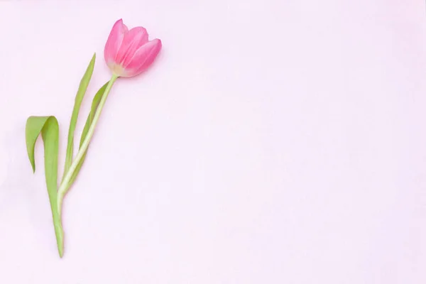 Uma Única Tulipa Rosa Fundo Rosa Deitado Plano Vista Superior — Fotografia de Stock