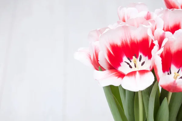 Spring red white tulips flowers banner. Beautiful, fresh bouguet on white background. Copy space for text.