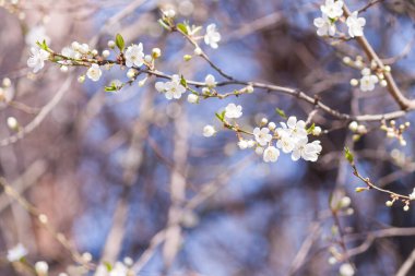 Çiçekler açan çiçekler bulanık bahar arkaplanı.