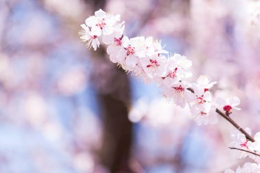 Çiçekler açan çiçekler bulanık bahar arkaplanı.